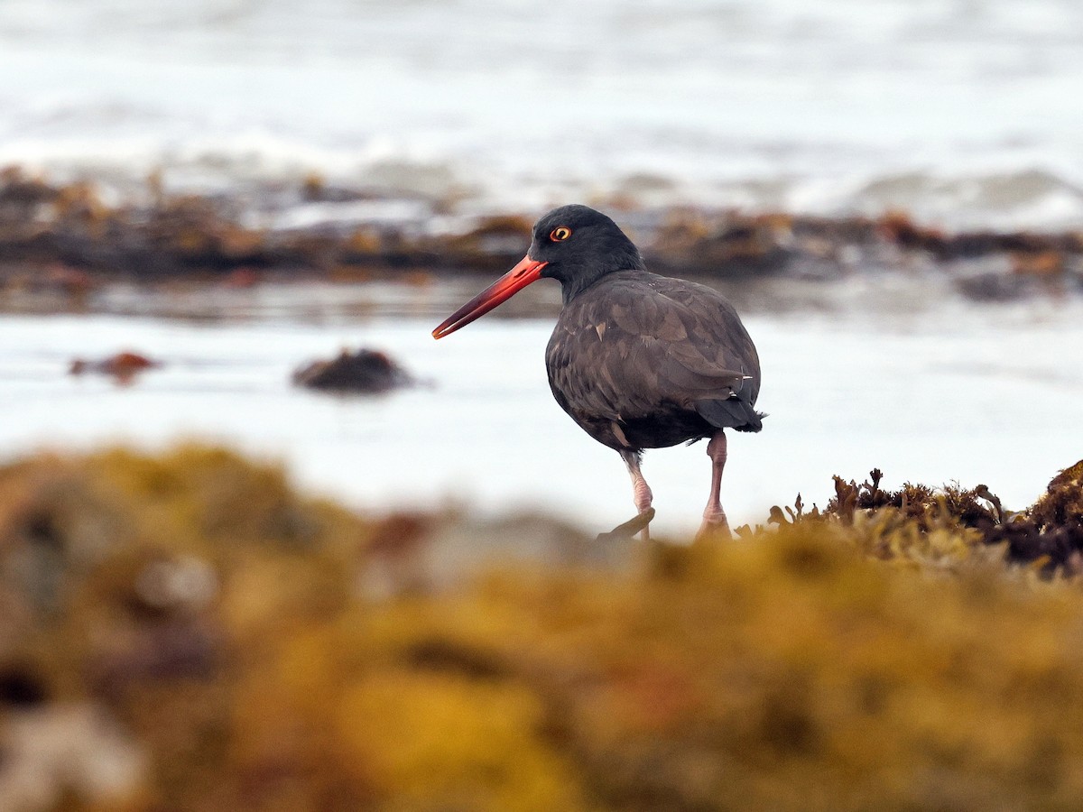Black Oystercatcher - ML639936274