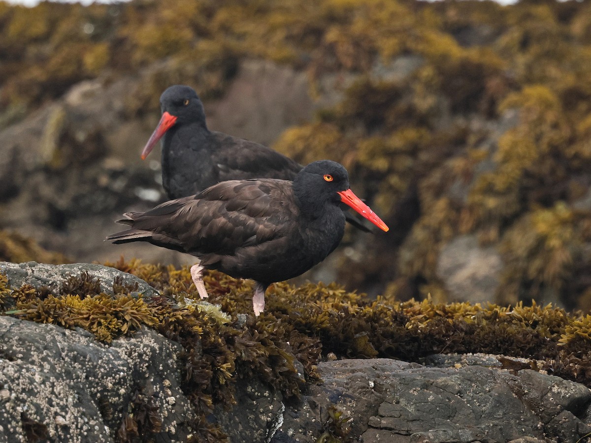 Black Oystercatcher - ML639936275