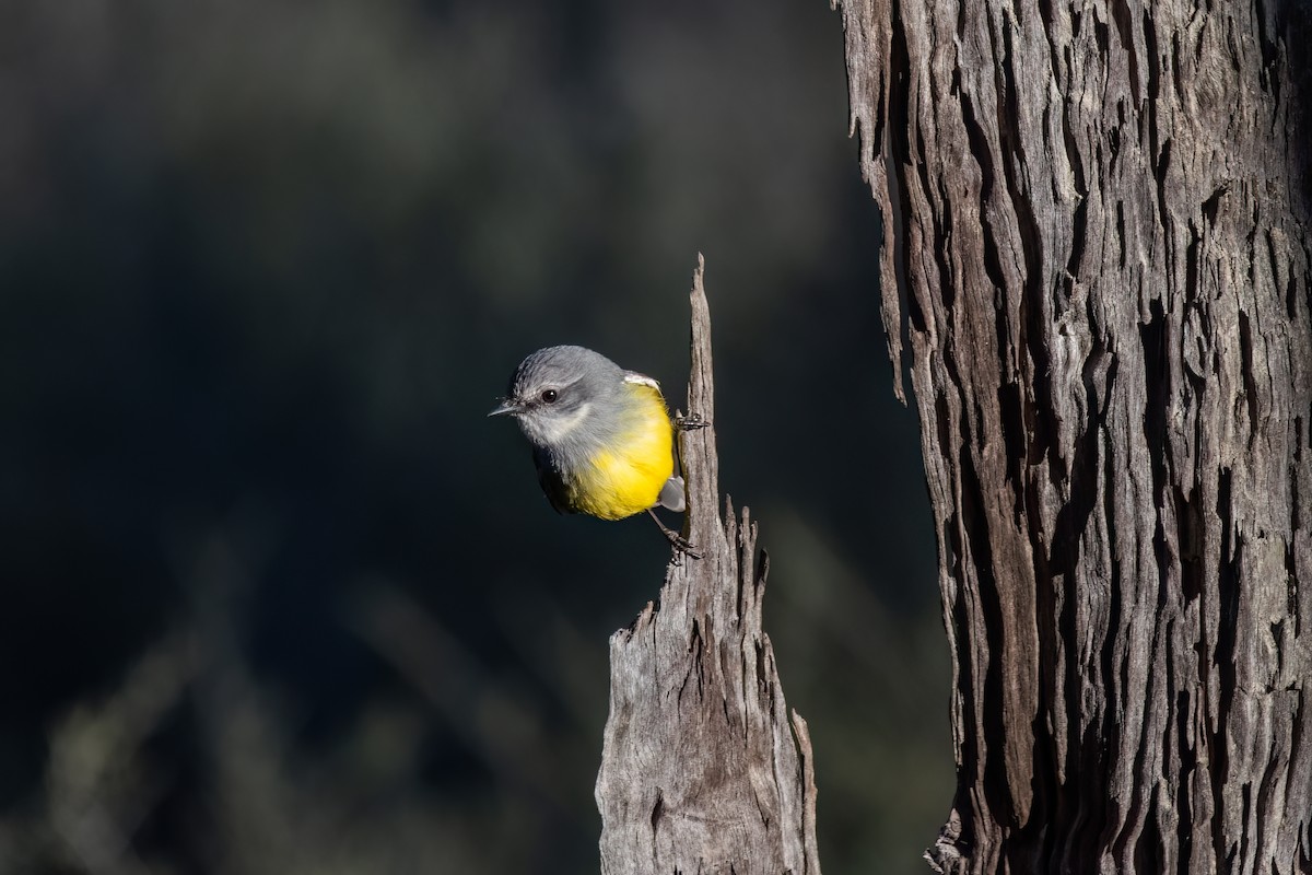 Western Yellow Robin - ML639936306