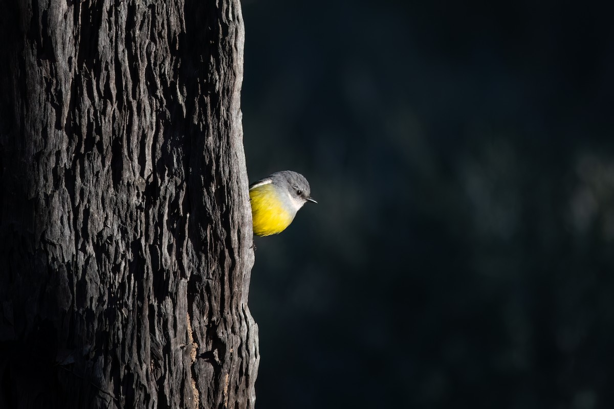Western Yellow Robin - ML639936307