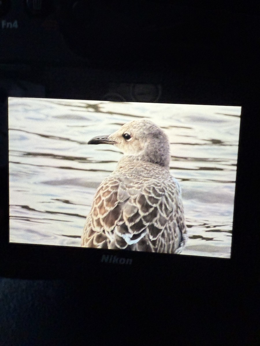Mouette atricille - ML639936308