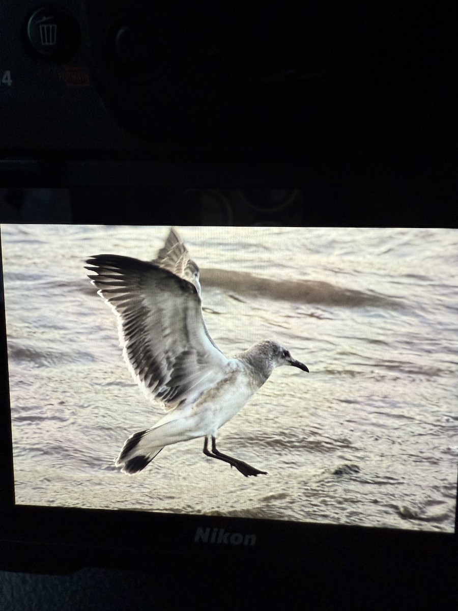 Mouette atricille - ML639936309