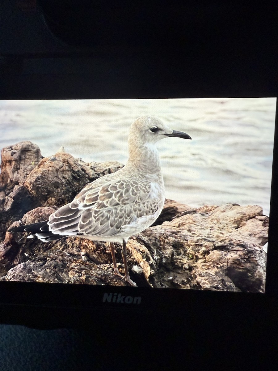 Mouette atricille - ML639936310