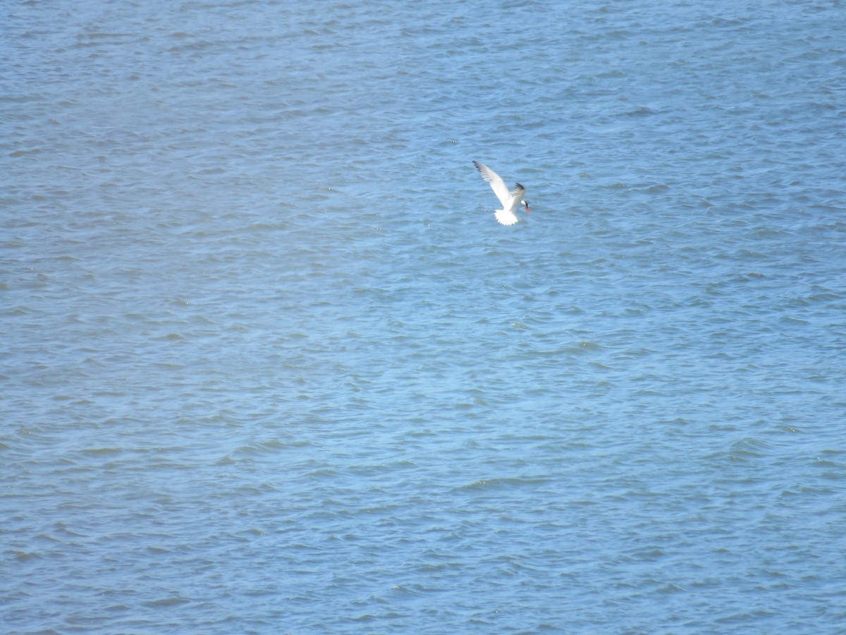 Caspian Tern - ML639936349