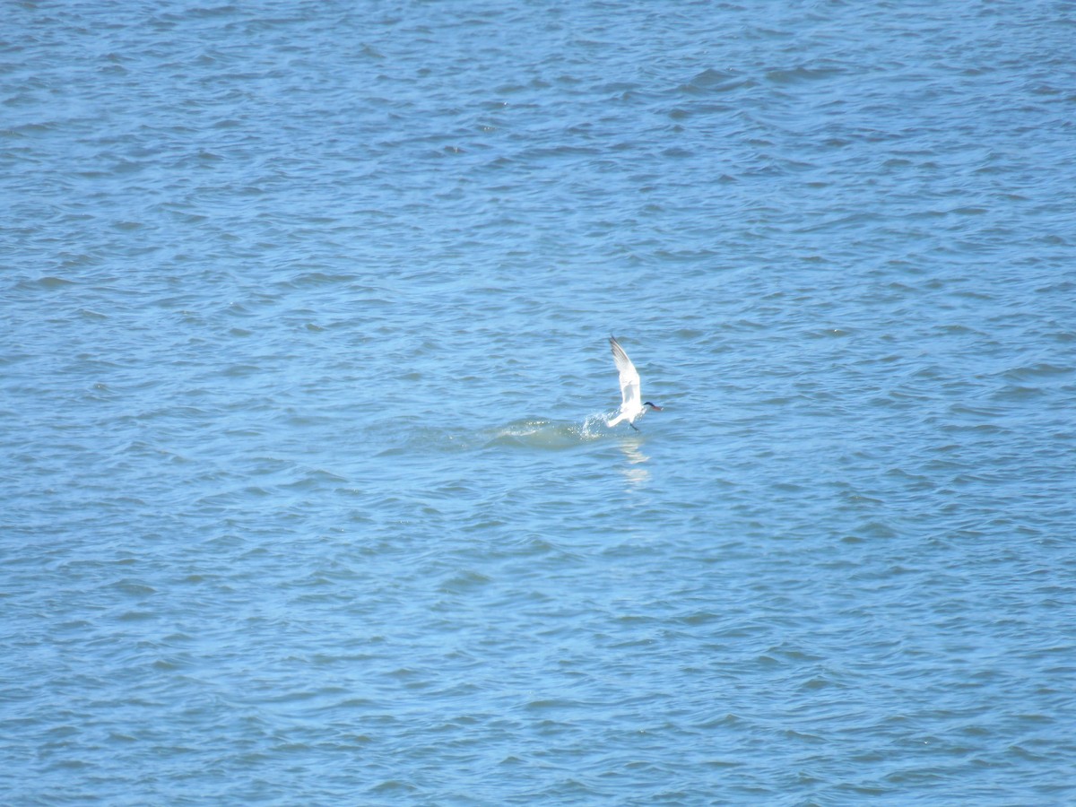 Caspian Tern - ML639936352