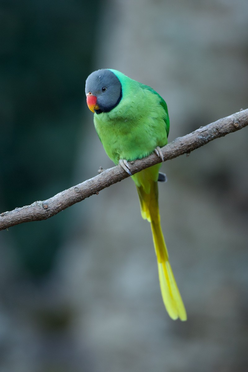 Slaty-headed Parakeet - ML639936356