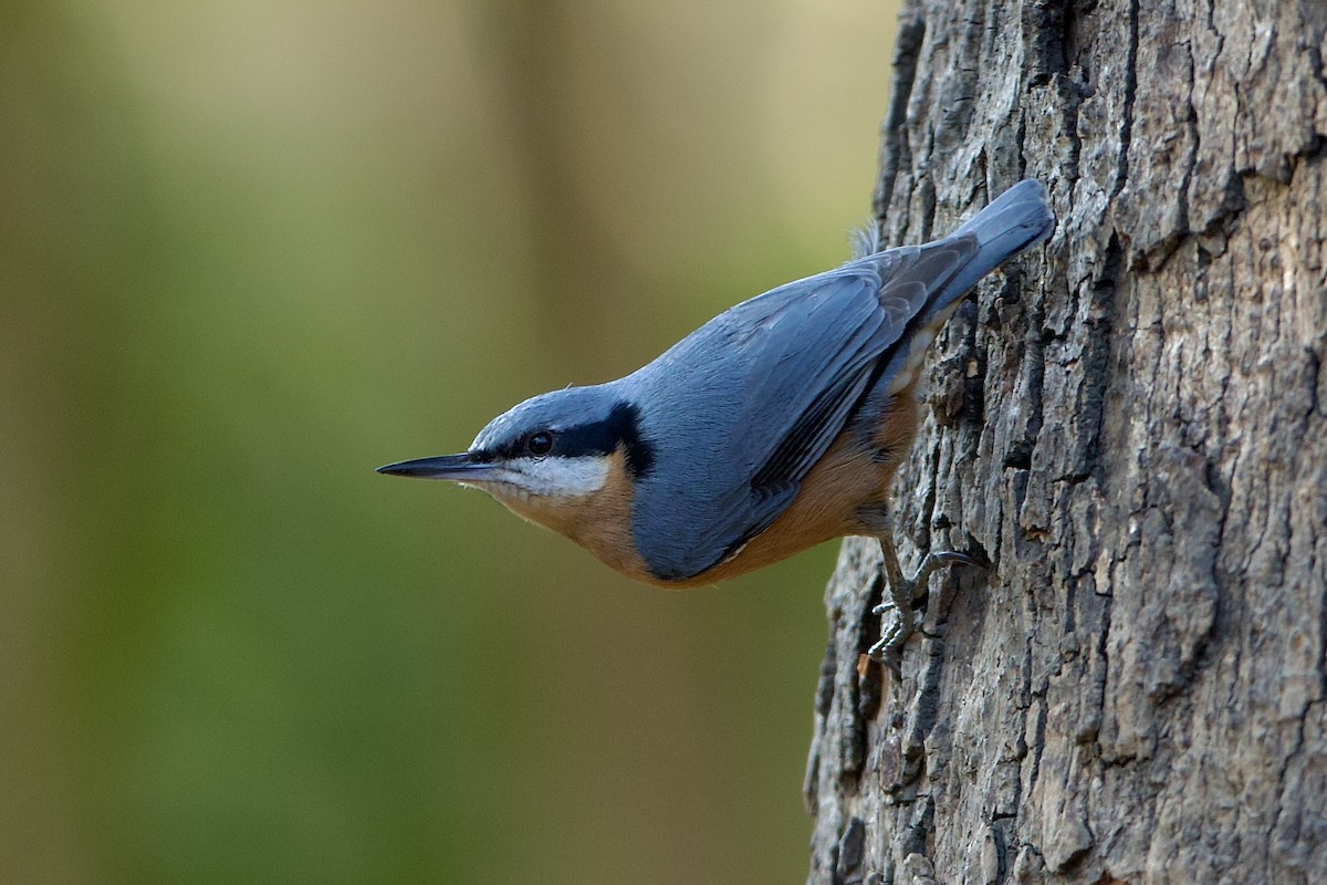 Chestnut-bellied Nuthatch - ML639936388