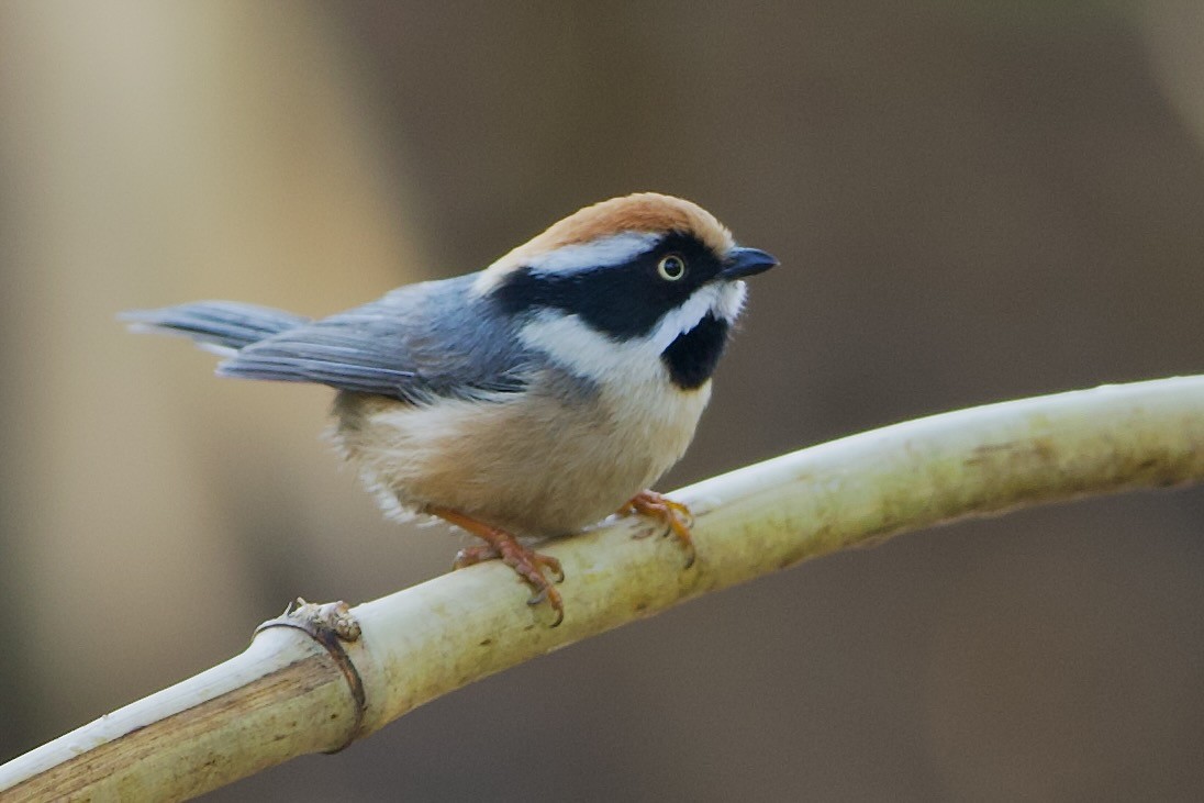 Black-throated Tit - ML639936389