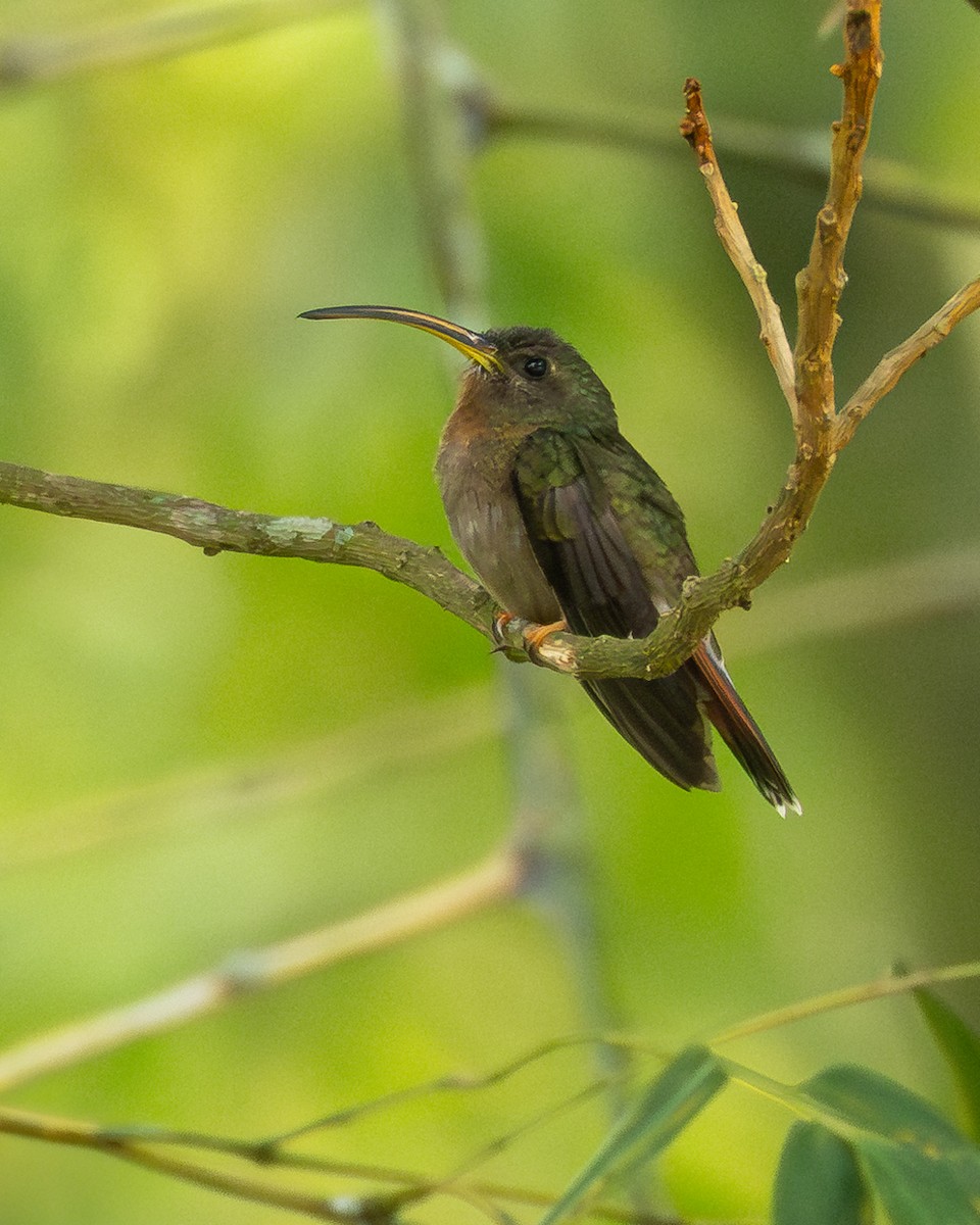 Rufous-breasted Hermit - ML639936494