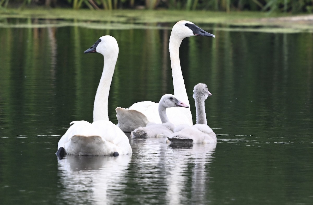 Trumpeter Swan - ML639936500