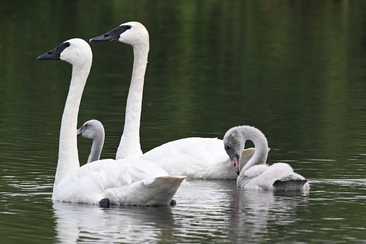 Trumpeter Swan - ML639936501