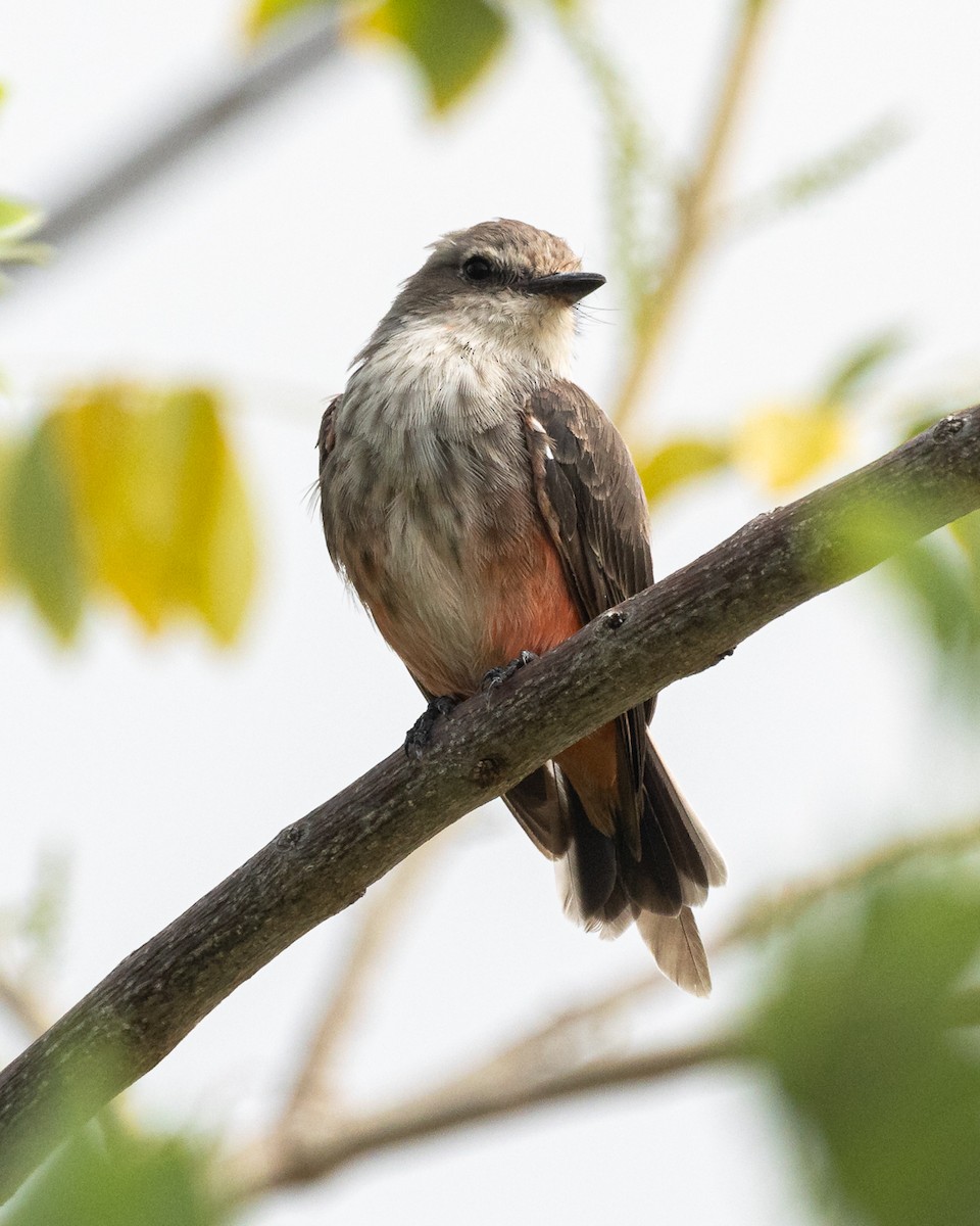 Vermilion Flycatcher - ML639936504