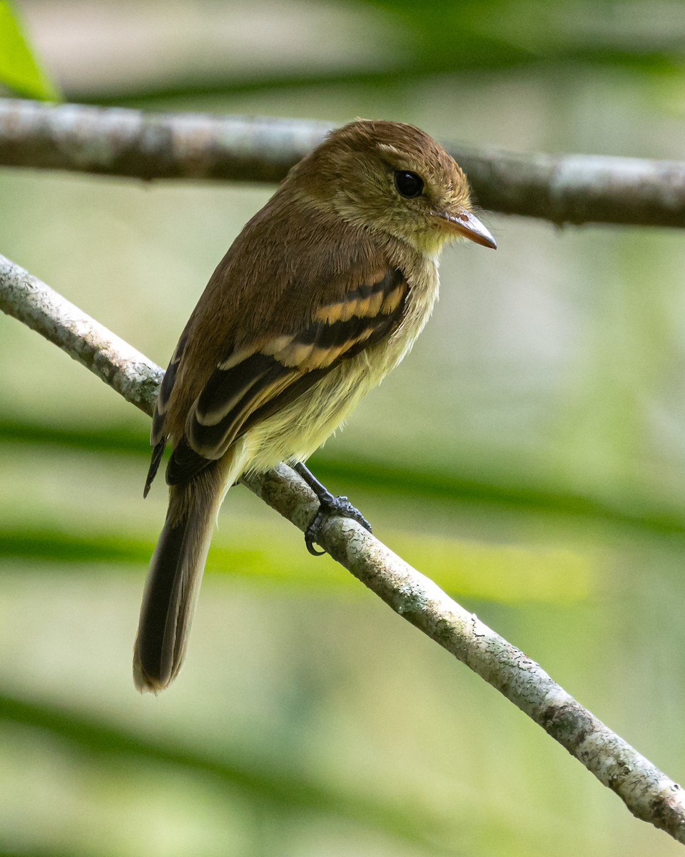 Bran-colored Flycatcher - ML639936512