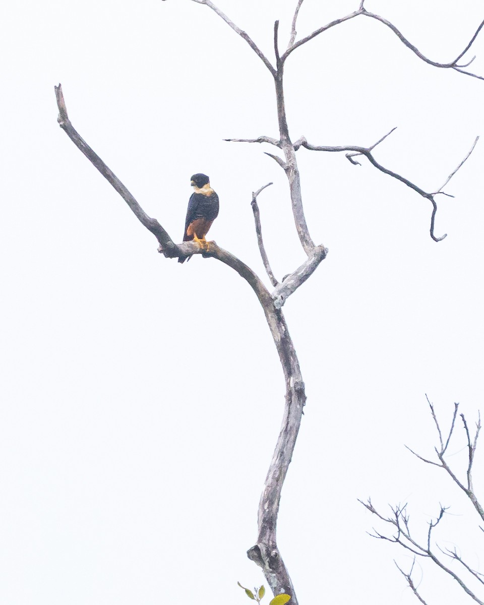 Bat Falcon - ML639936528