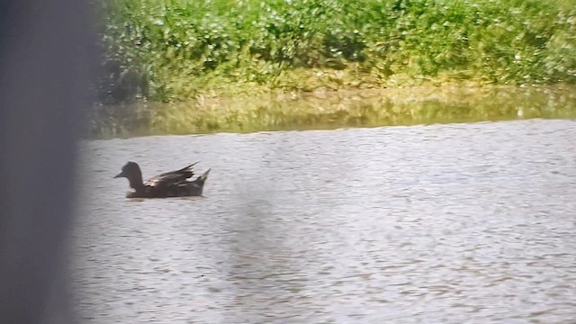 Зээрд нугас - ML639936529