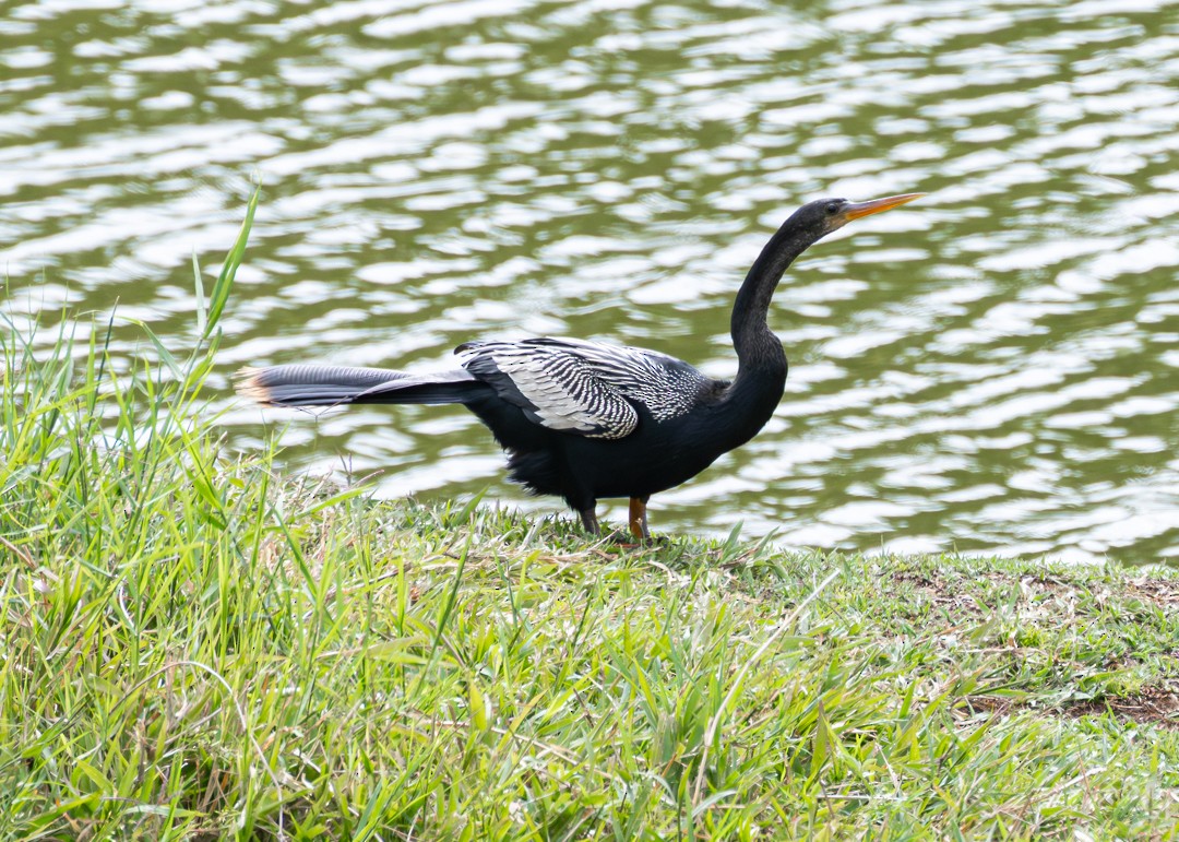Anhinga - ML639936530