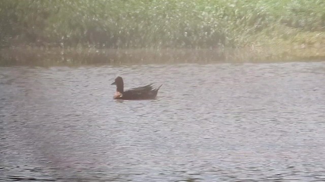 Зээрд нугас - ML639936533
