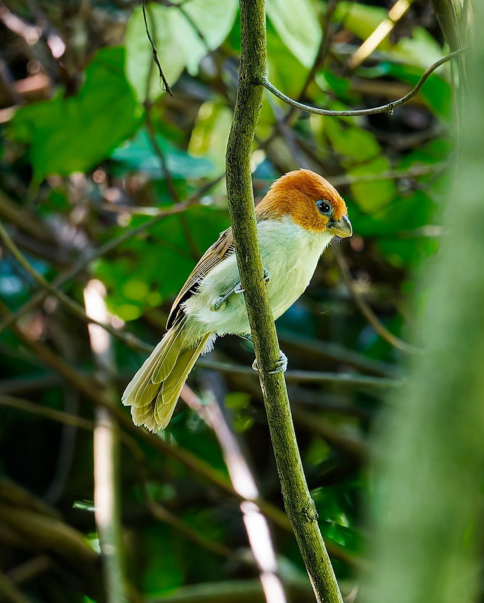 White-breasted Parrotbill - ML639936666