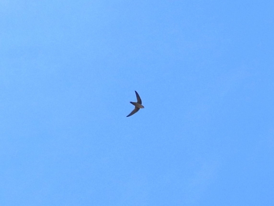 Vaux's Swift - ML639936726