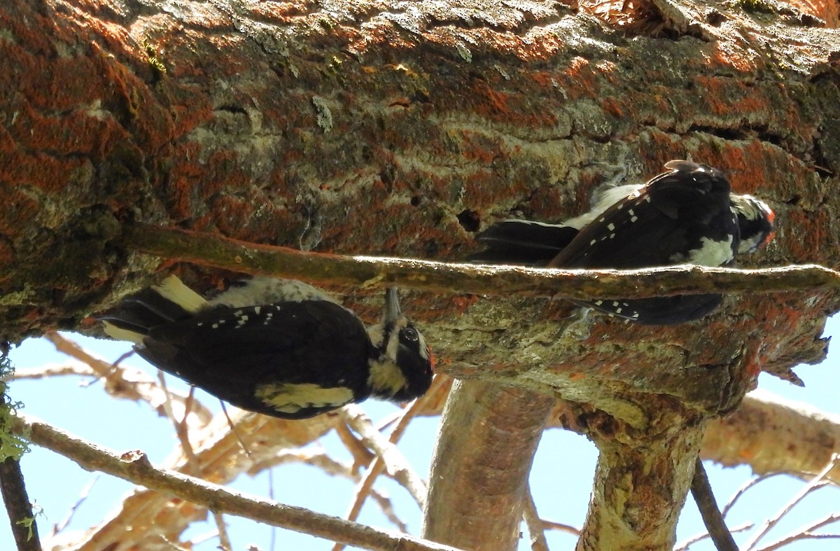 Hairy Woodpecker - ML639936740