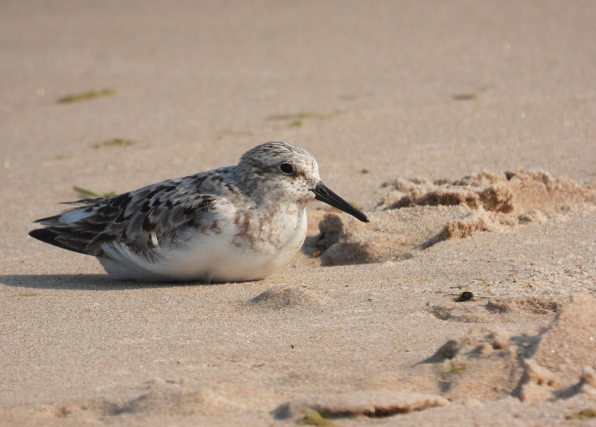 Sanderling - ML639936750