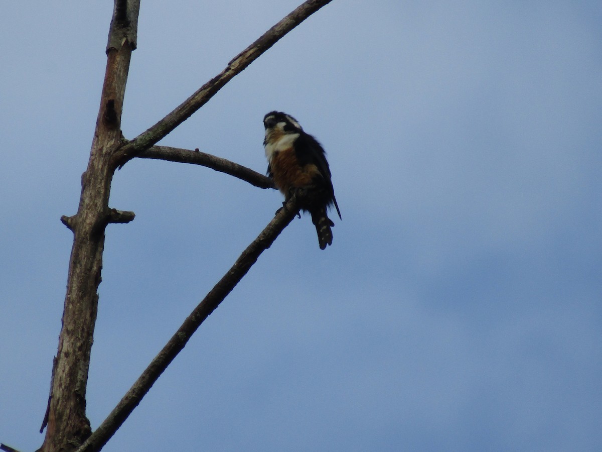 Black-thighed Falconet - ML639936752