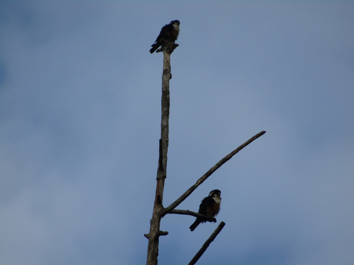 Black-thighed Falconet - ML639936753