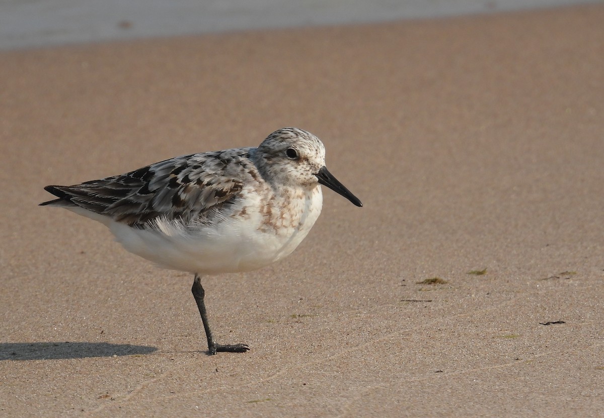 Sanderling - ML639936755