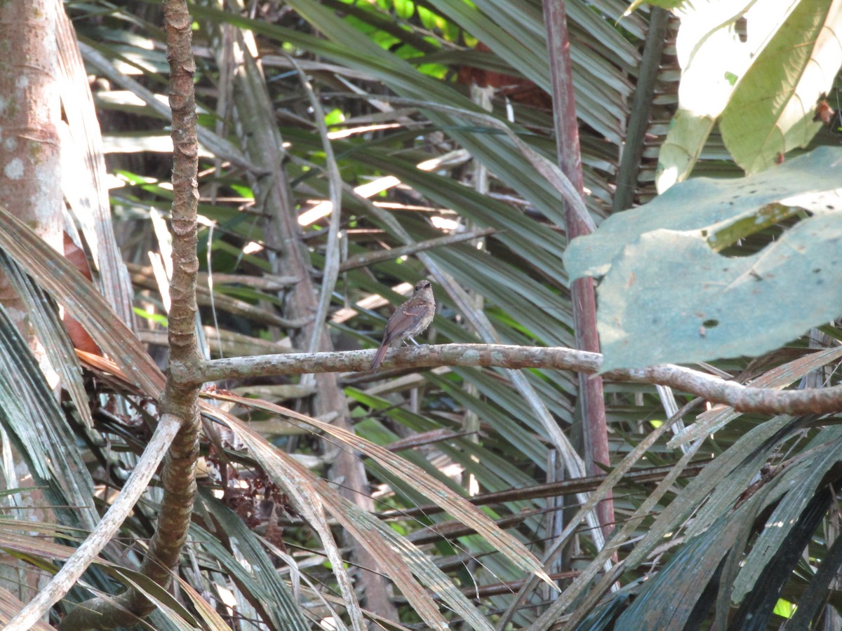 Pale Blue Flycatcher - ML639936759
