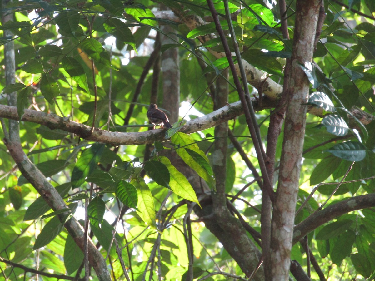 Pale Blue Flycatcher - ML639936760