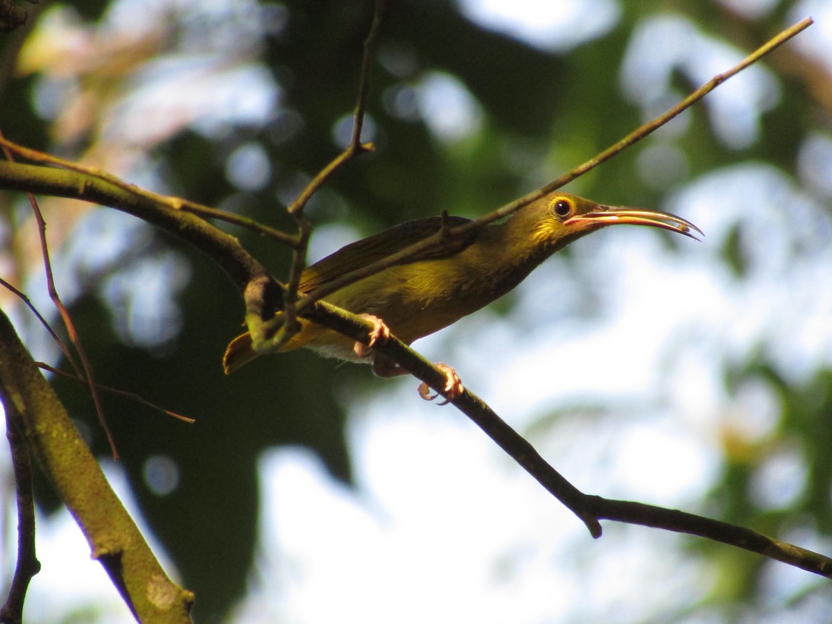 Yellow-eared Spiderhunter - ML639936770