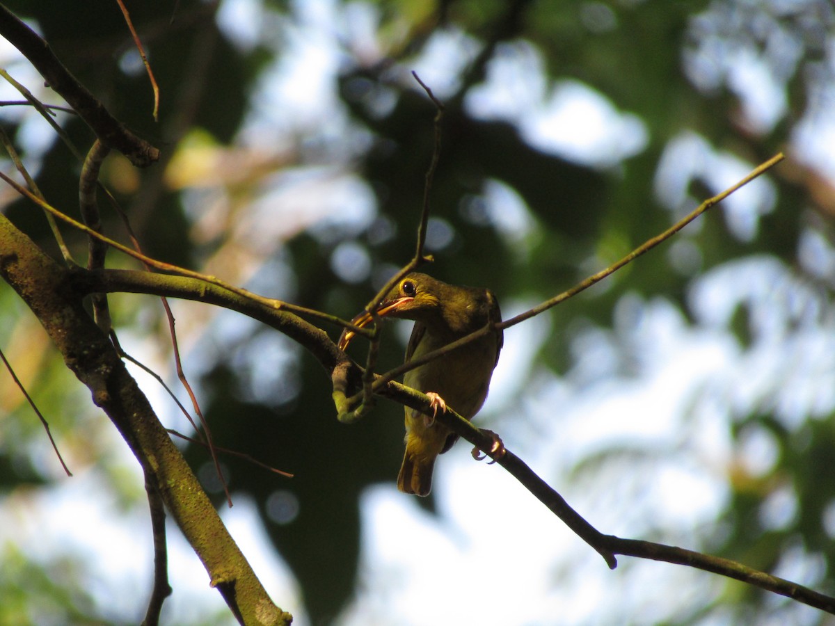 Yellow-eared Spiderhunter - ML639936771
