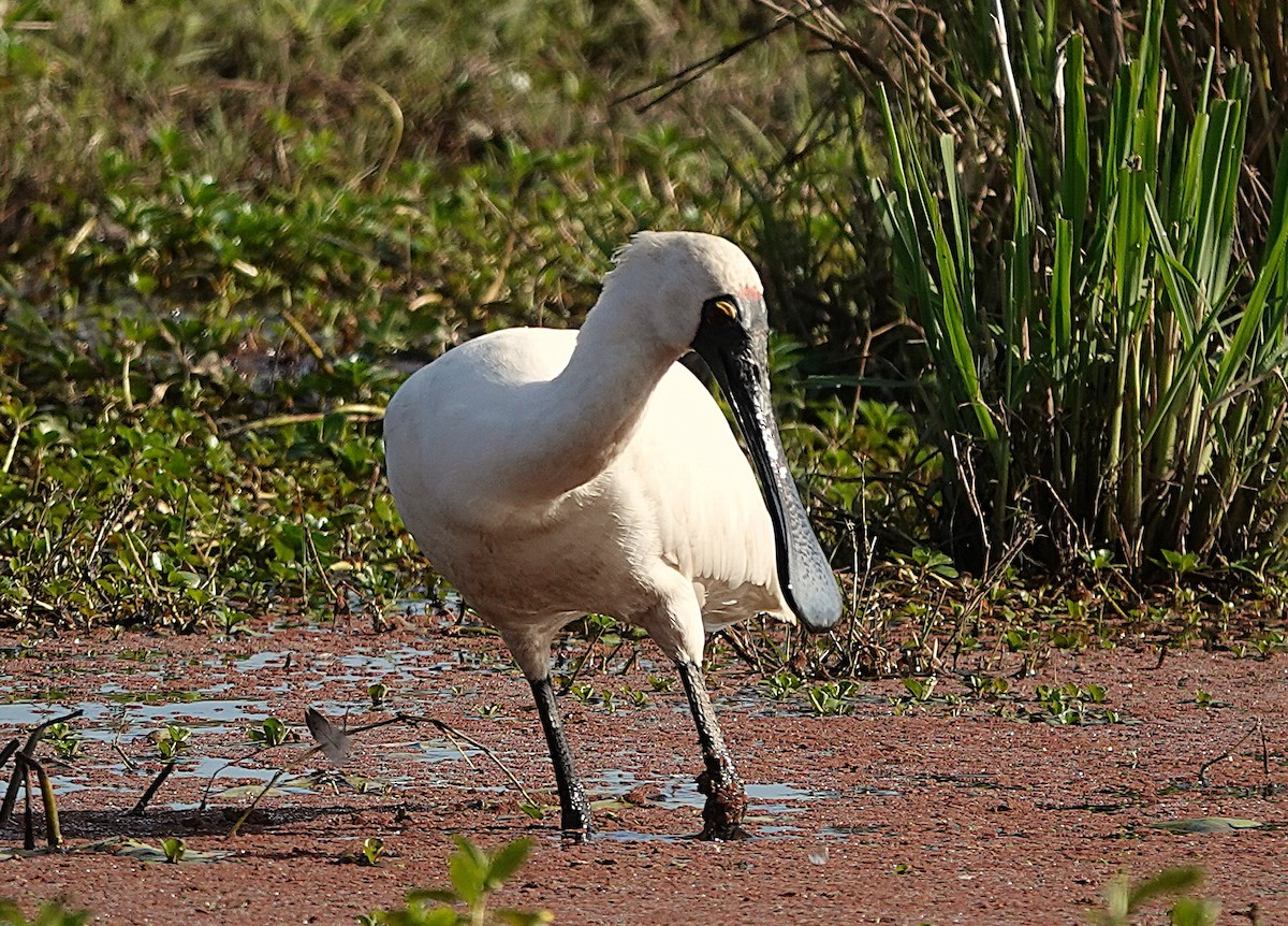 Royal Spoonbill - ML639936778