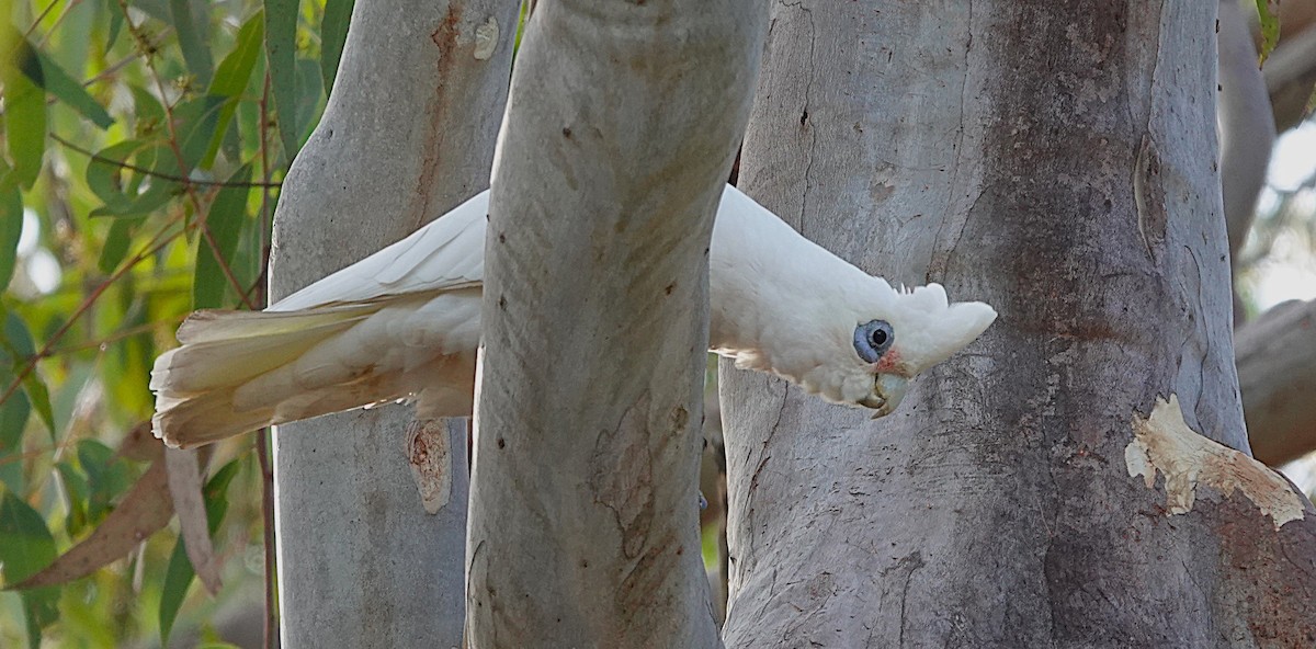 Little Corella - ML639936795
