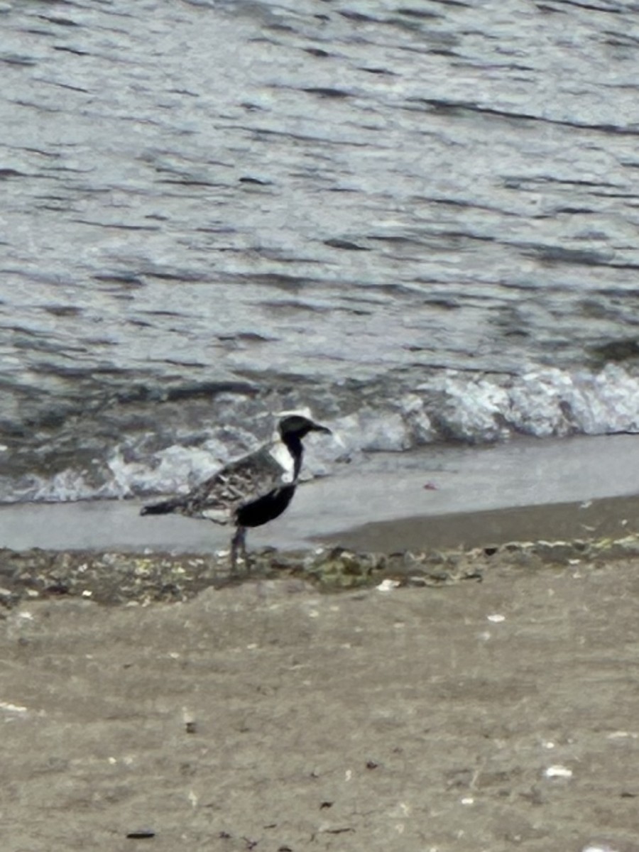 Black-bellied Plover - ML639936940