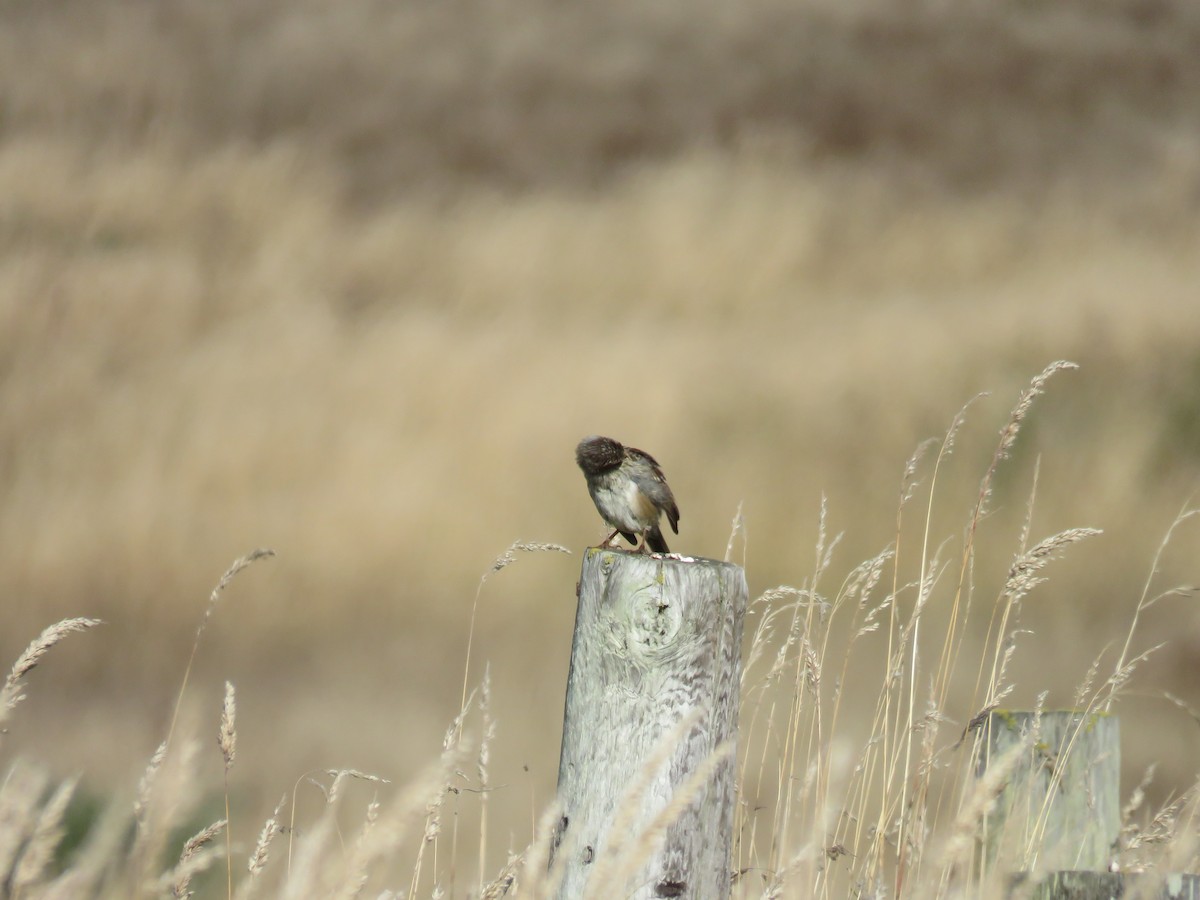White-crowned Sparrow - ML639936961