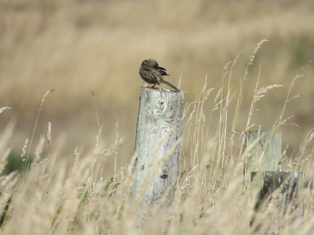 White-crowned Sparrow - ML639936963