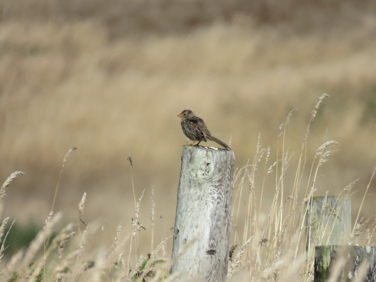 White-crowned Sparrow - ML639936964