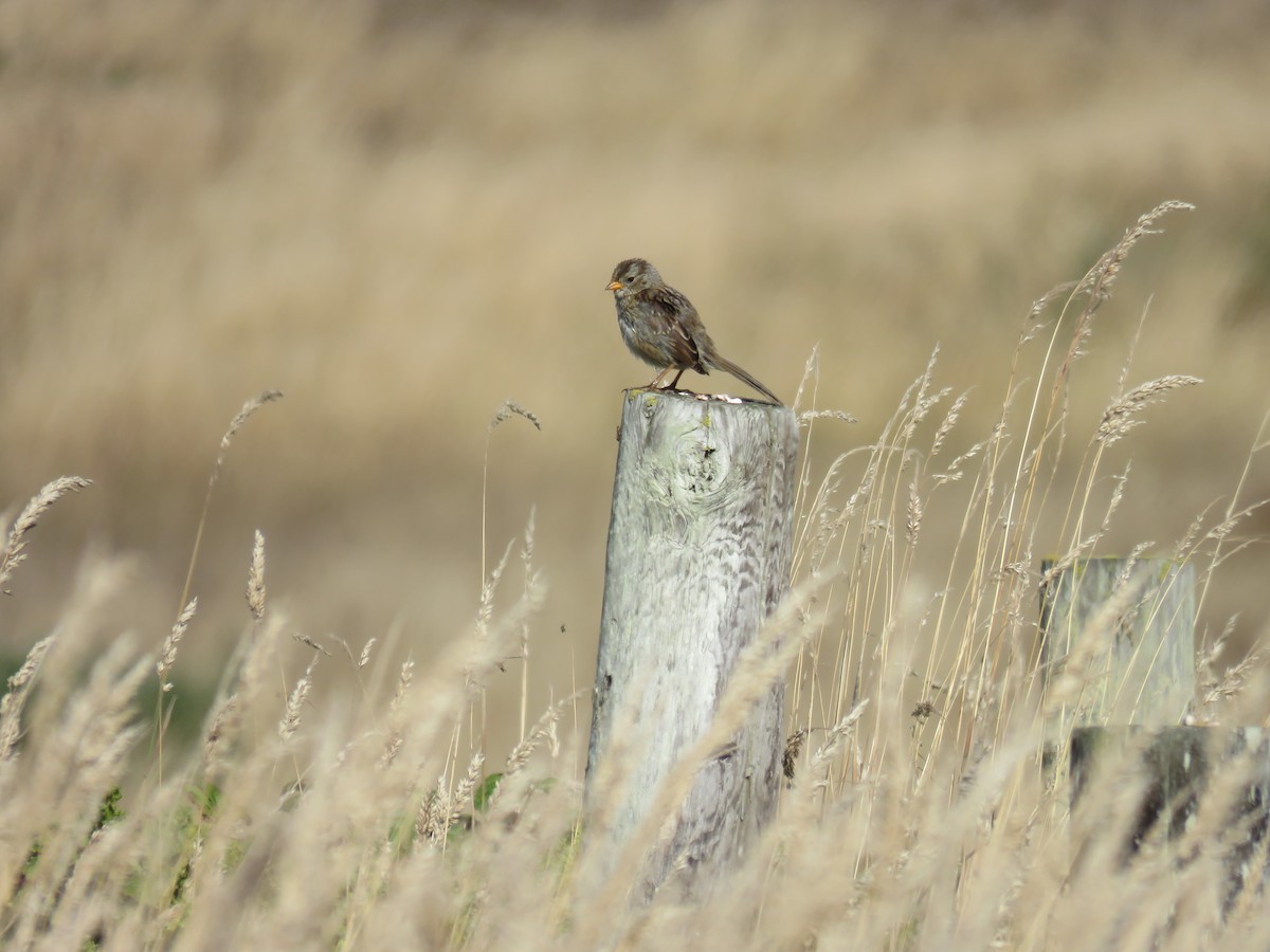 White-crowned Sparrow - ML639936965