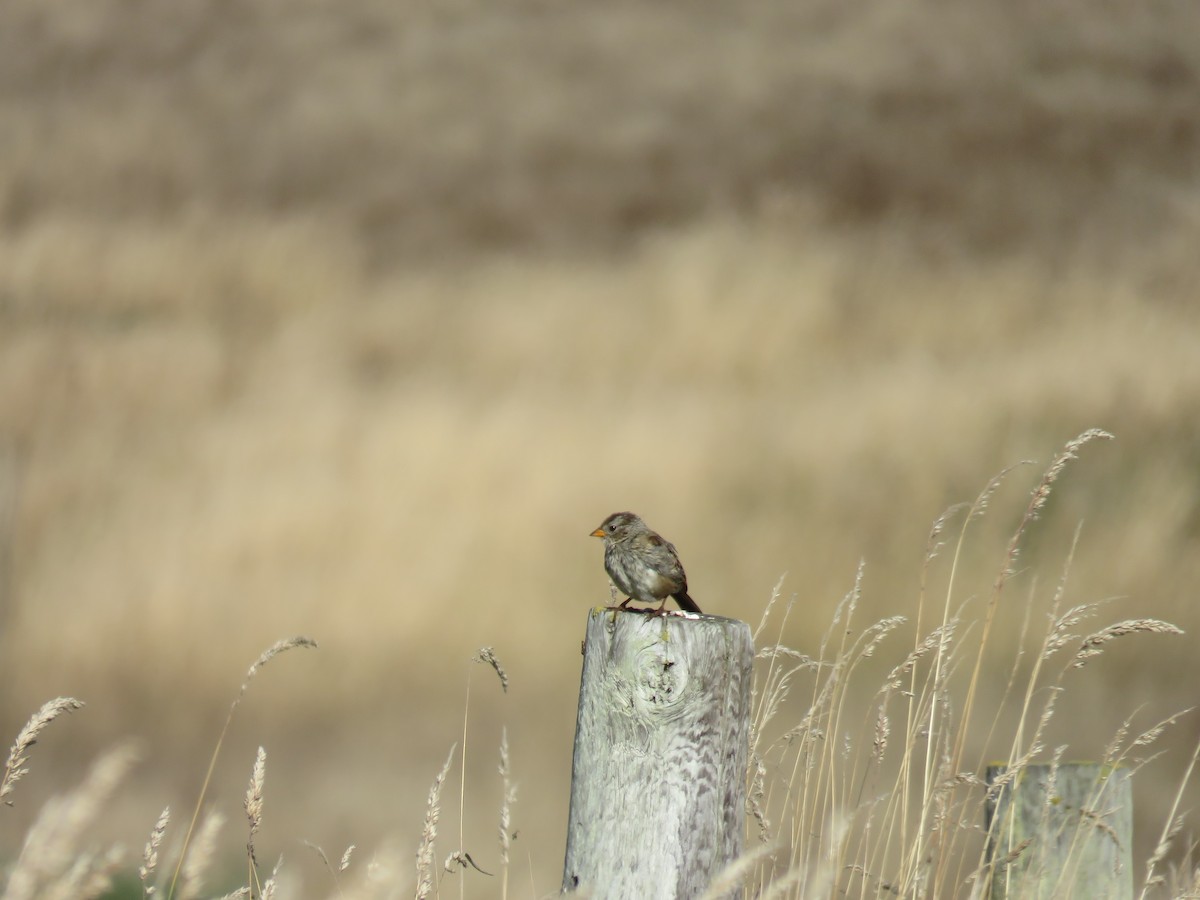 White-crowned Sparrow - ML639936966