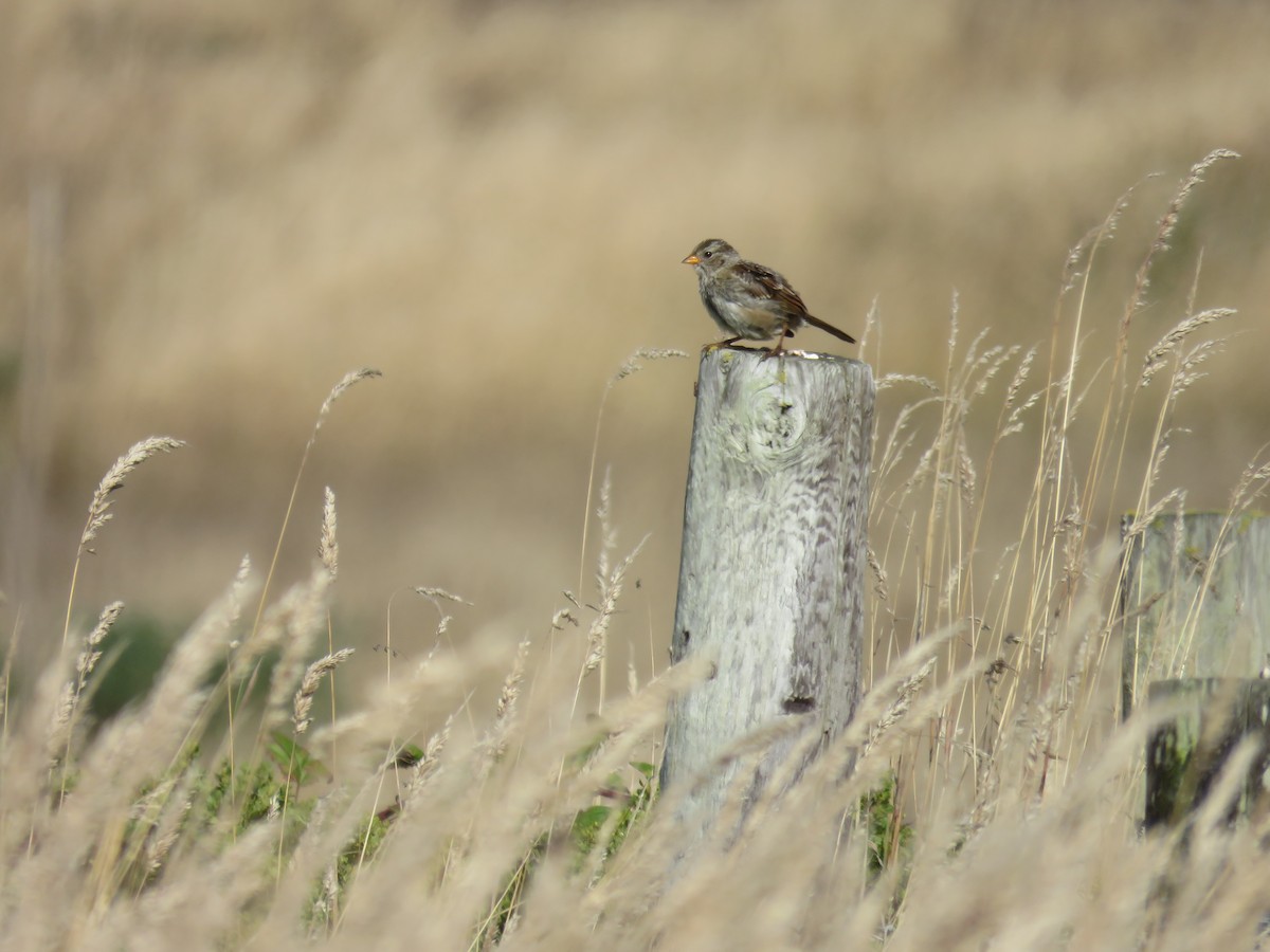White-crowned Sparrow - ML639936967