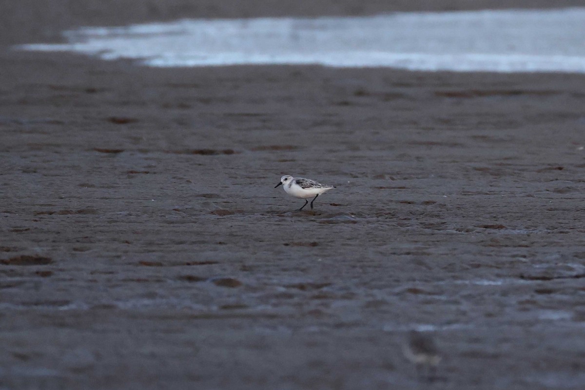 Sanderling - ML639937134