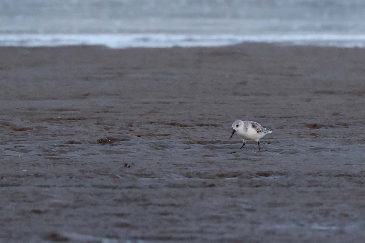 Sanderling - ML639937135