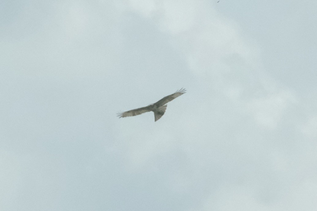 rapace sp. - ML639937152