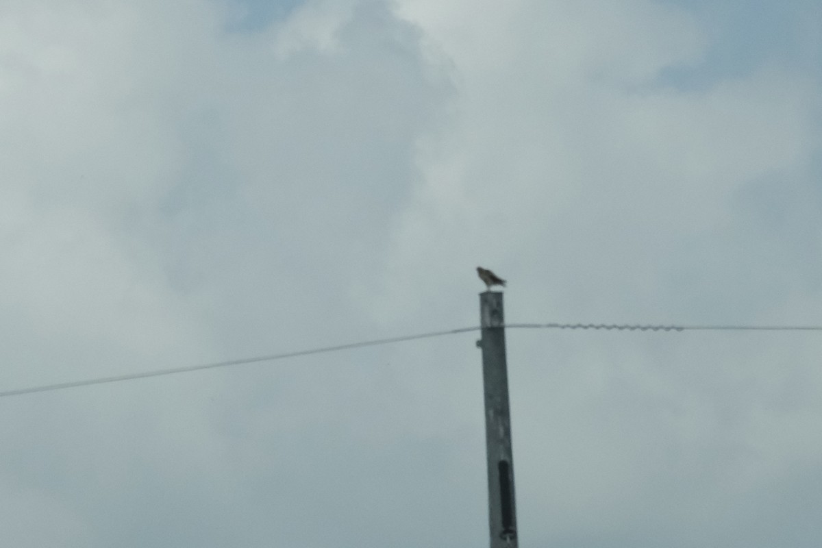rapace sp. - ML639937153
