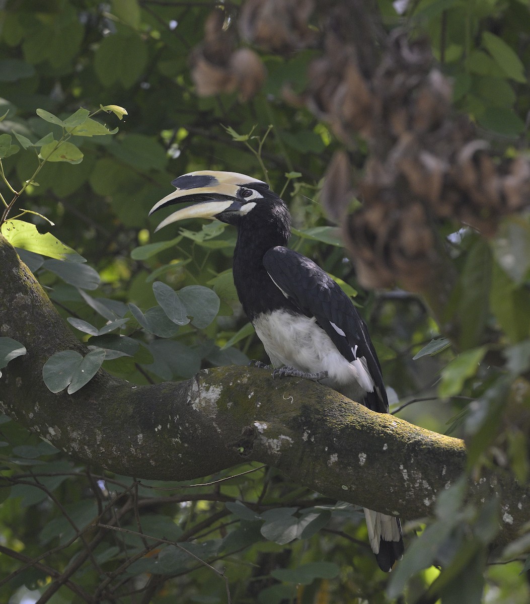 Oriental Pied-Hornbill - ML639937262