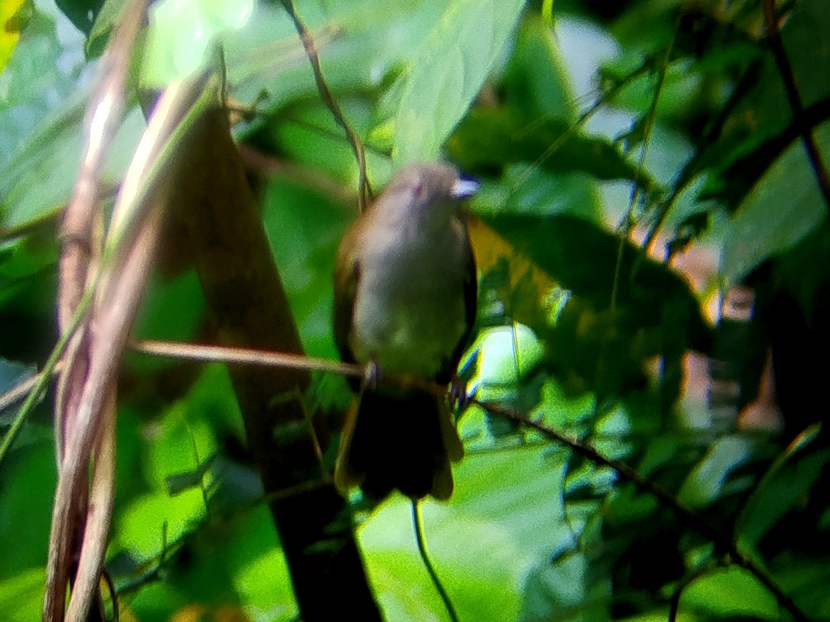 Spectacled Bulbul - ML639937364