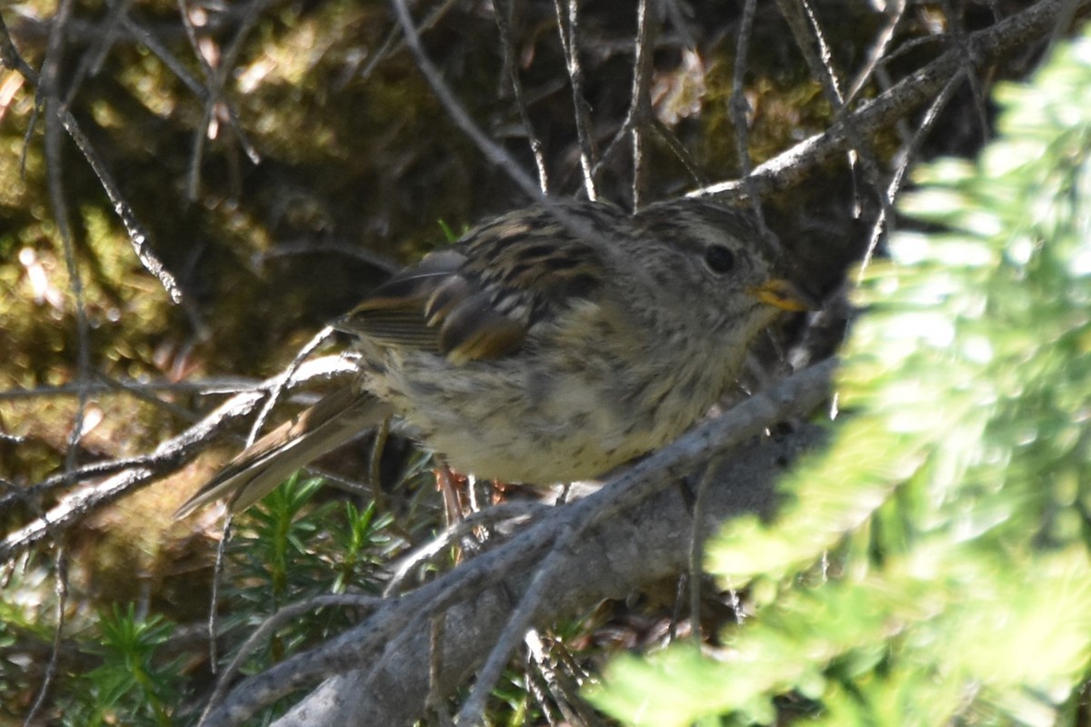 White-crowned Sparrow - ML639937388