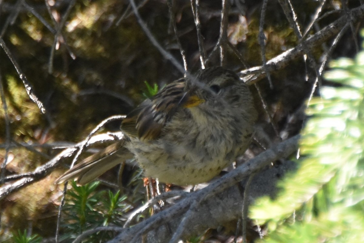 White-crowned Sparrow - ML639937389
