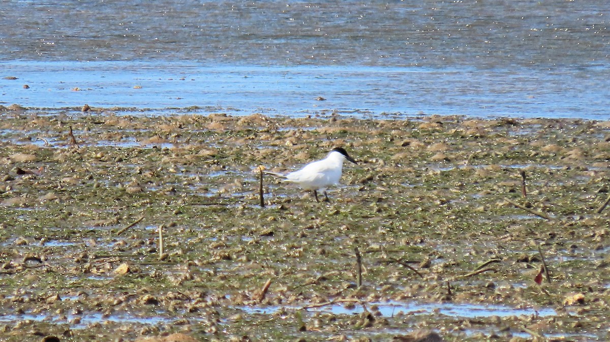 Australian Tern - ML639937484